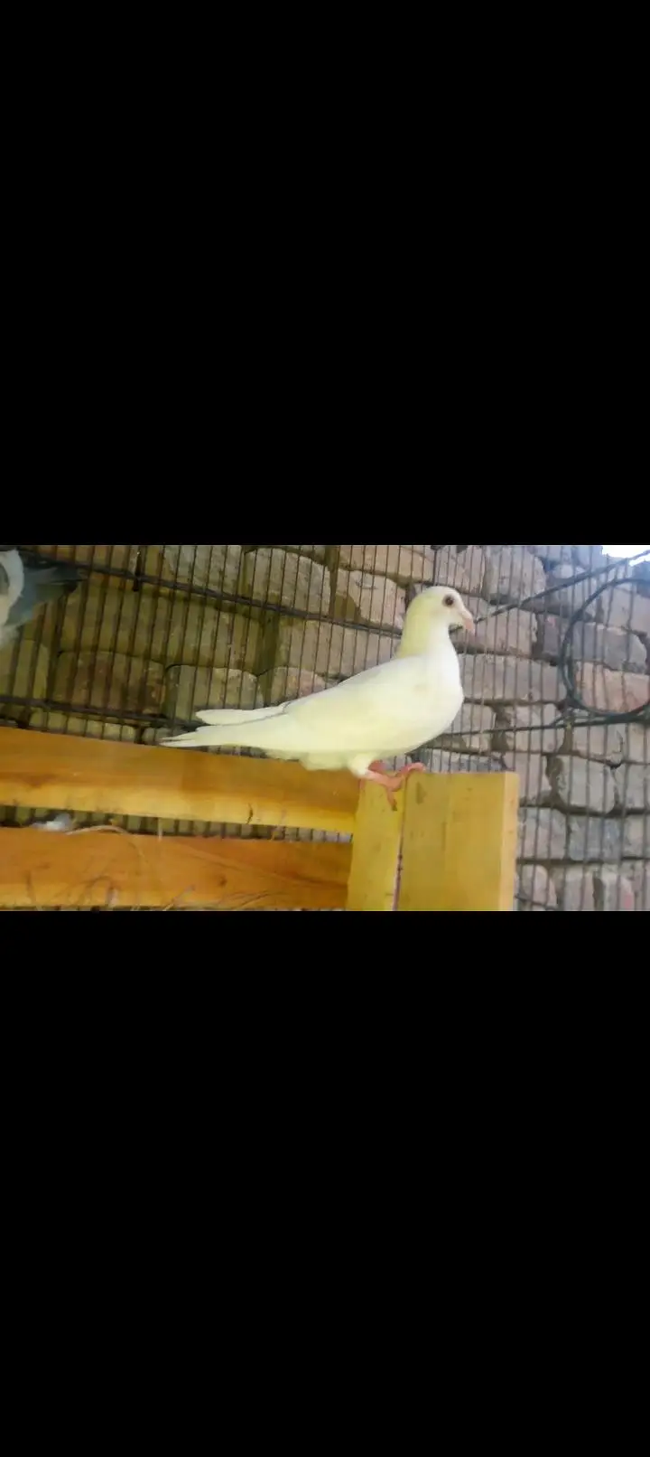 pigeon