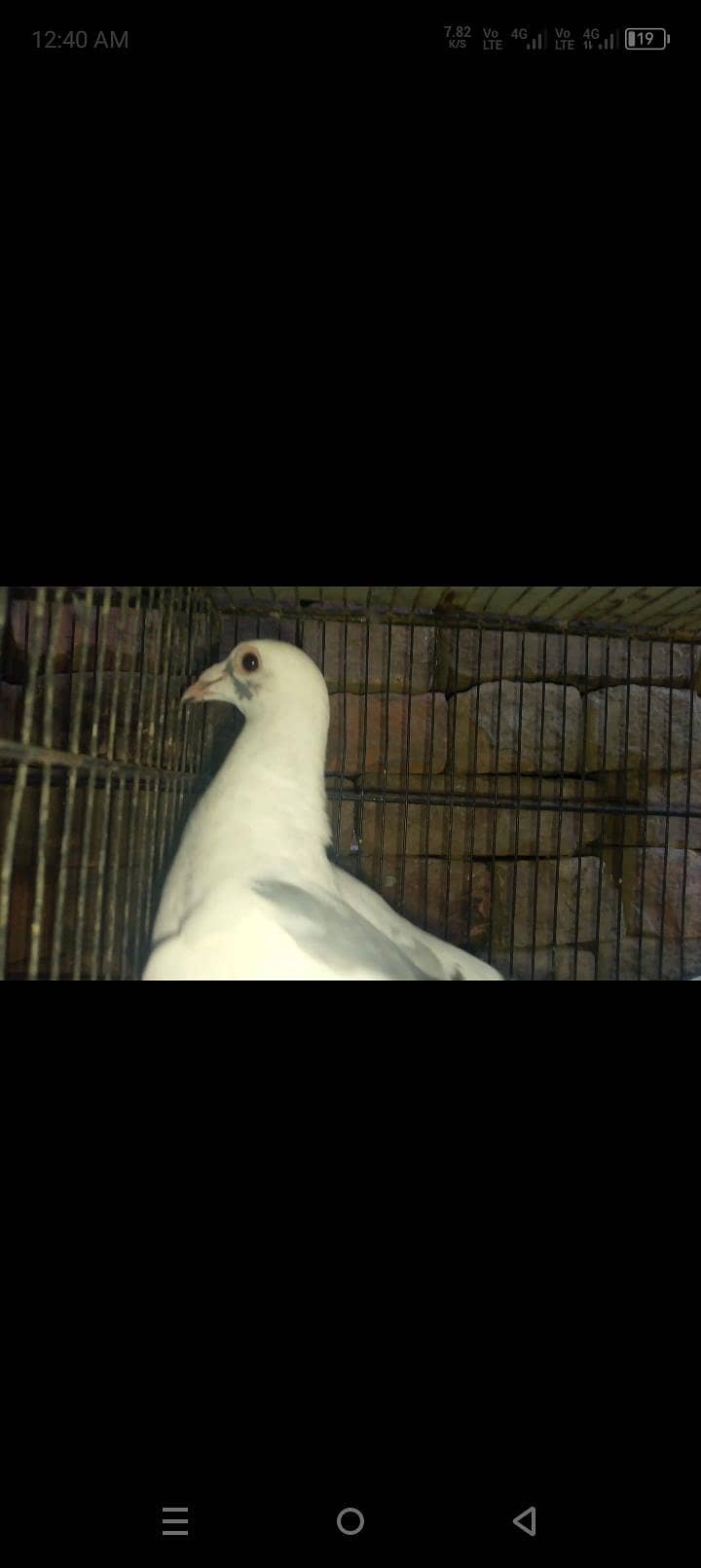 pigeon 1