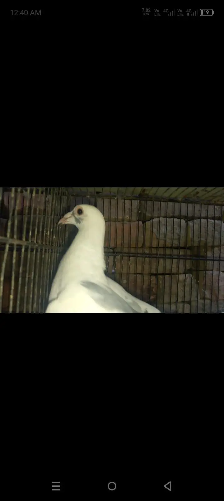 pigeon — photo 2
