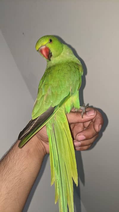 Ringneck