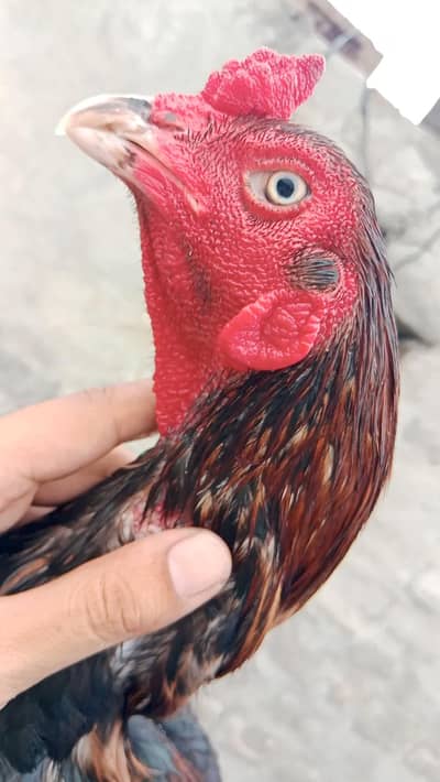 Aseel laka 3kg murga