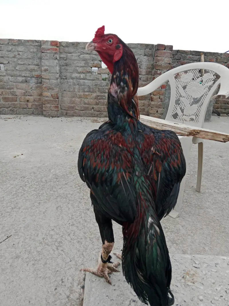 Aseel laka 3kg murga — photo 2