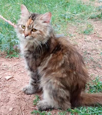 cat cat