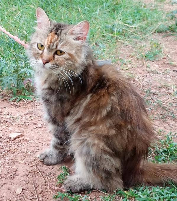 cat cat 0