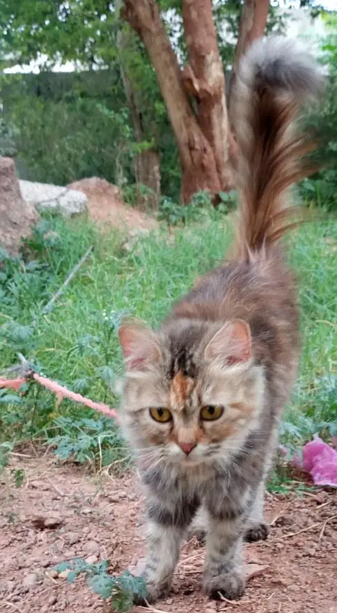 cat cat — photo 2