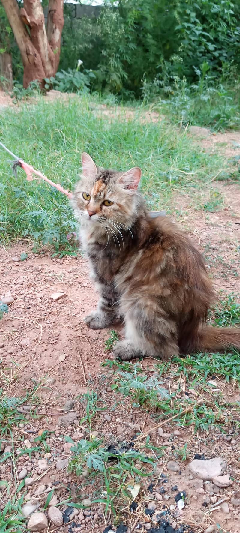 cat cat 2