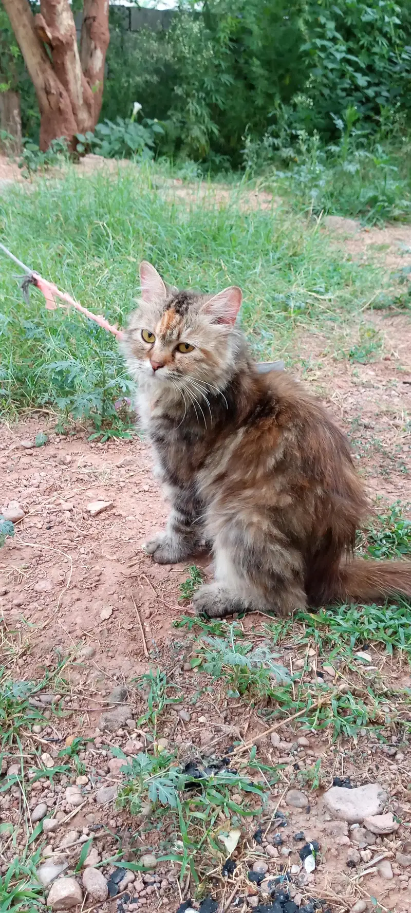 cat cat — photo 3