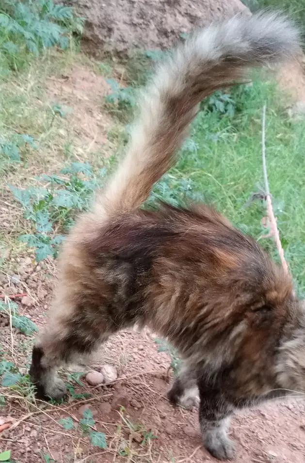 cat cat — photo 4