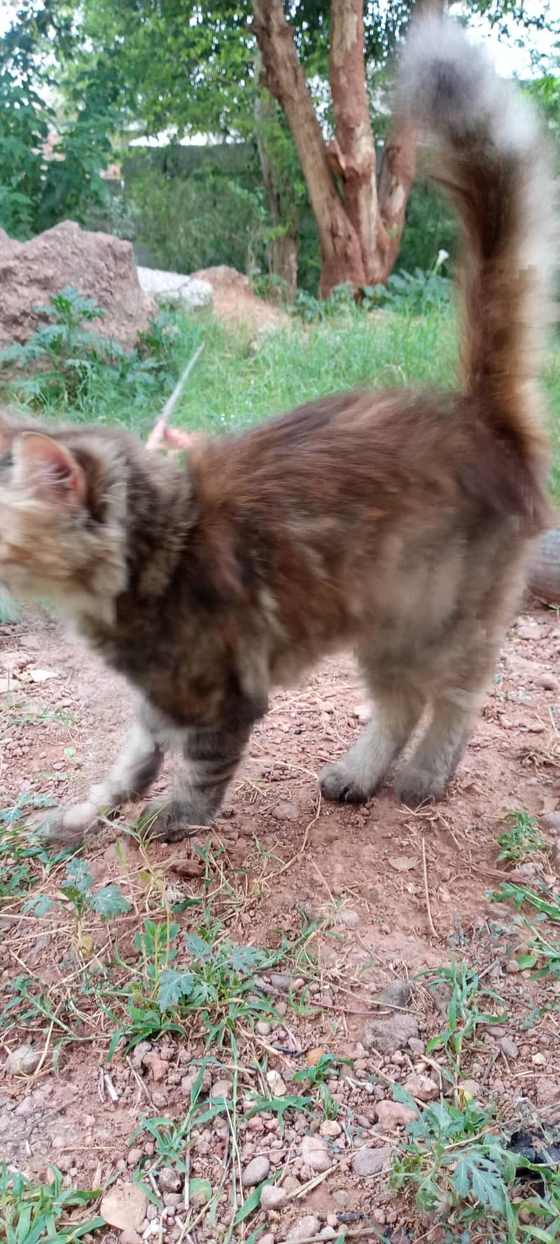 cat cat 4