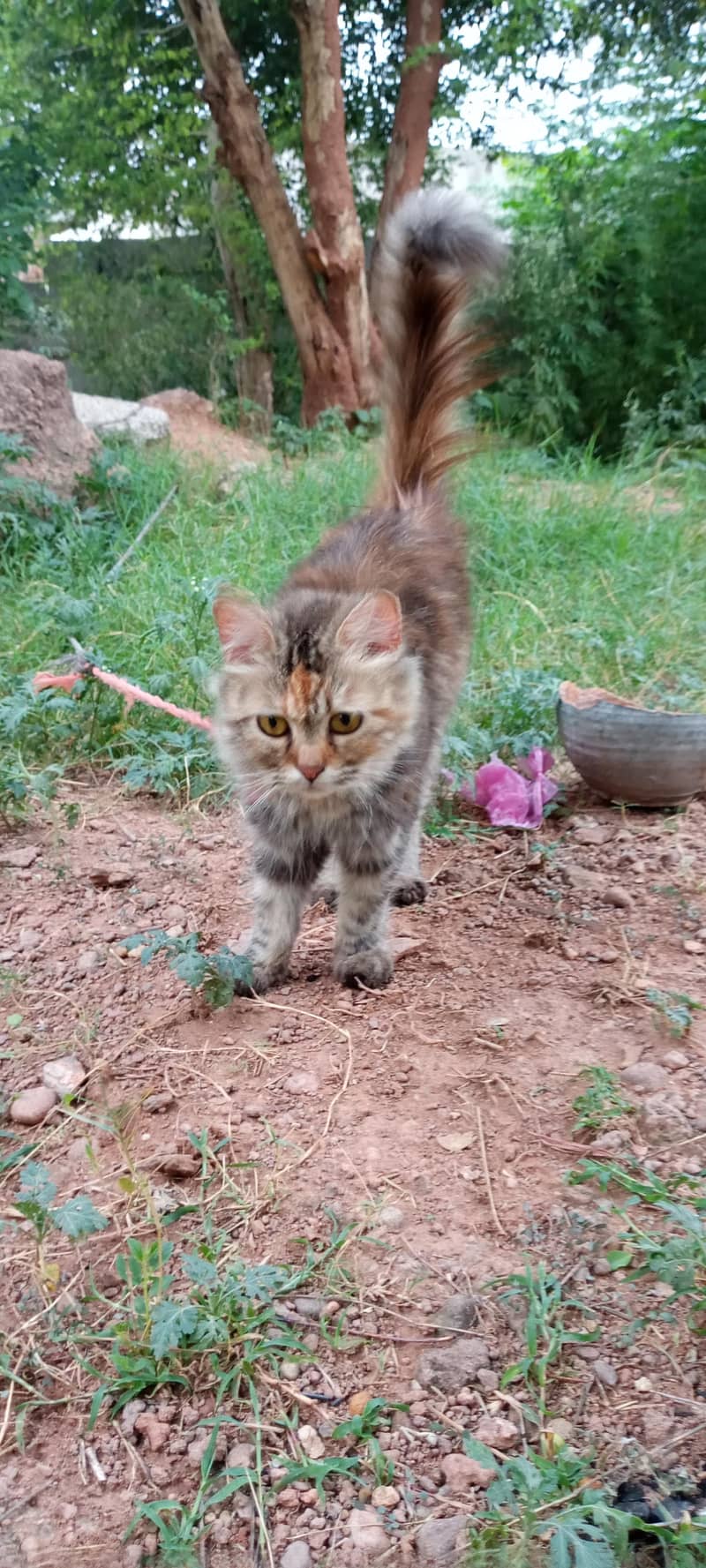 cat cat 5