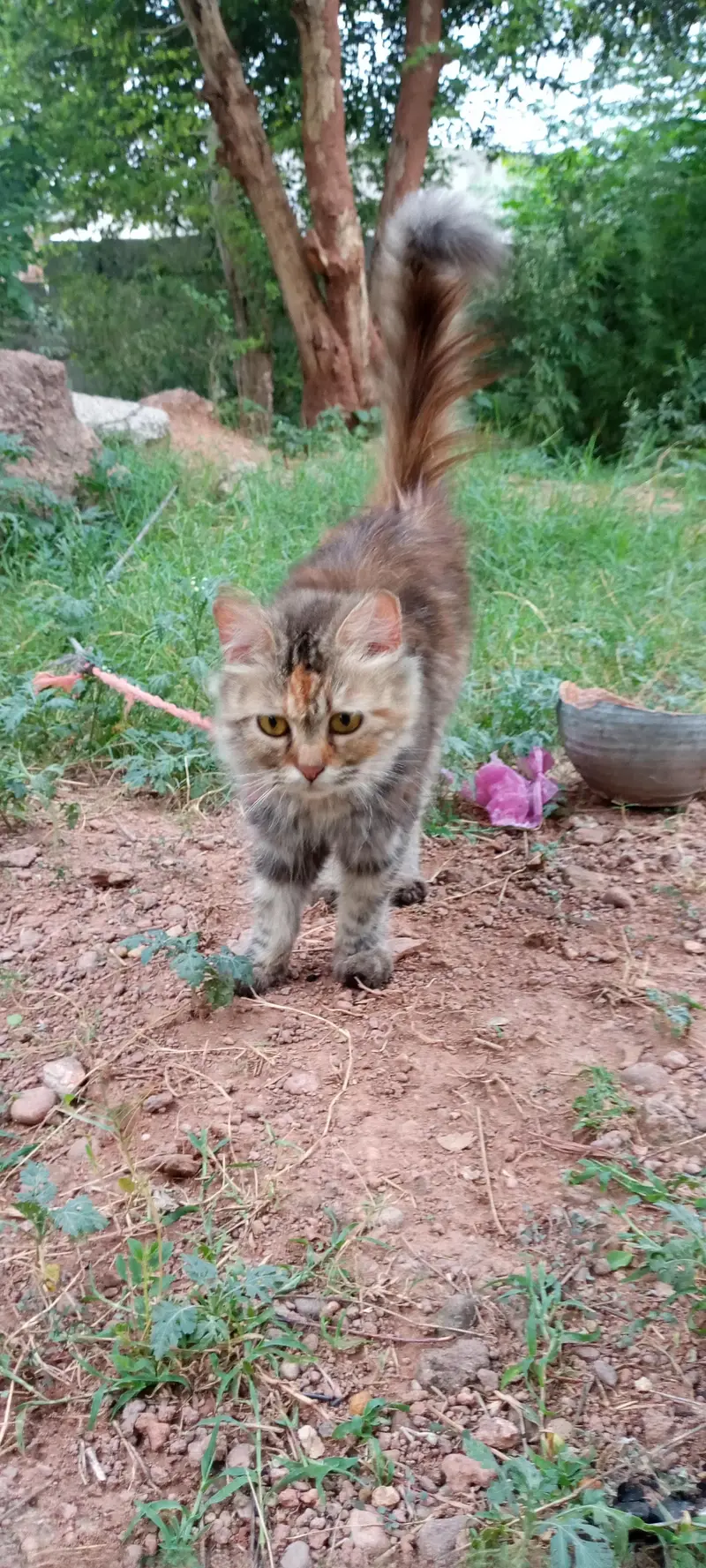 cat cat — photo 6