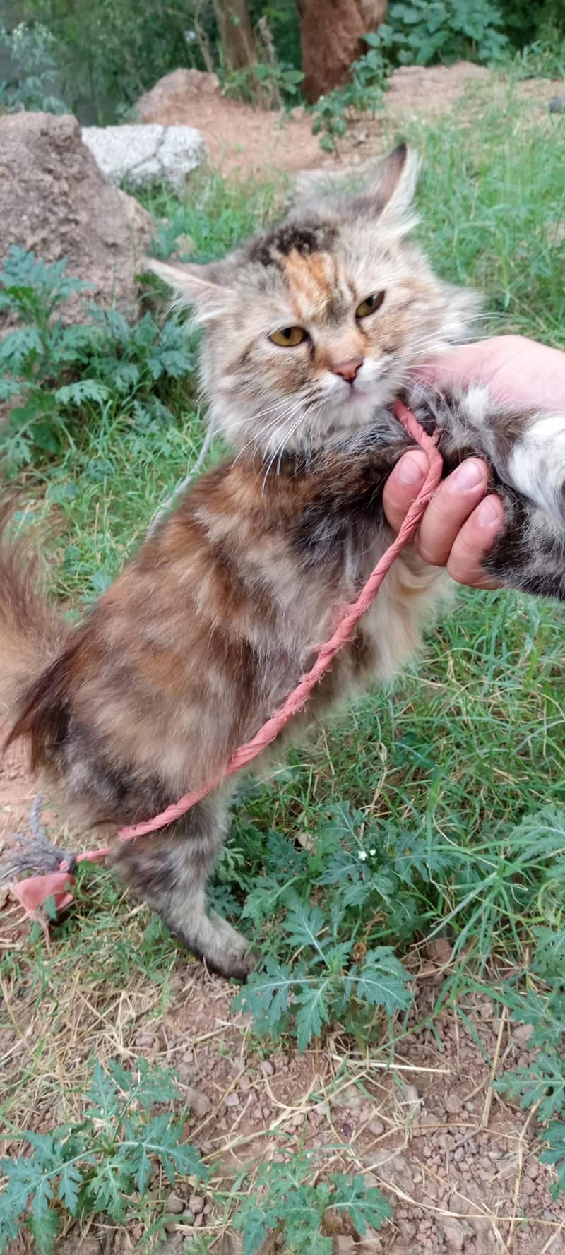cat cat 6