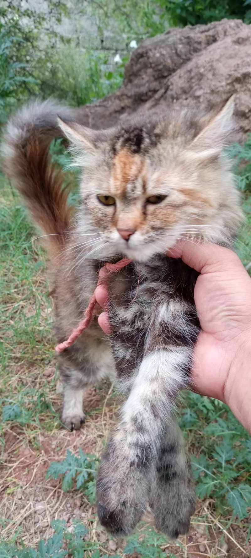 cat cat 7