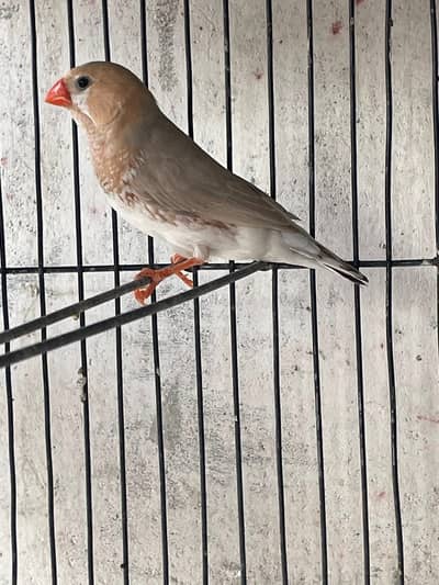 Zebra Mutation Finches