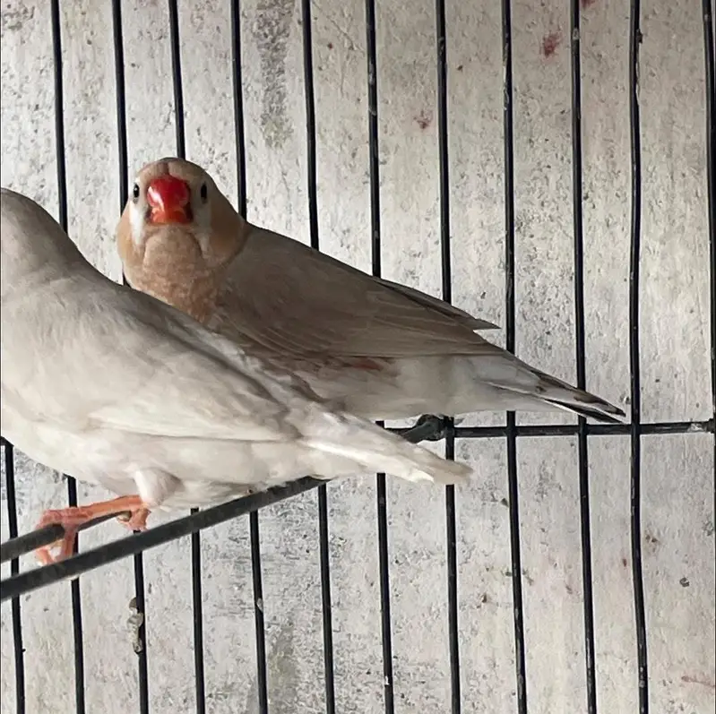Zebra Mutation Finches — photo 2
