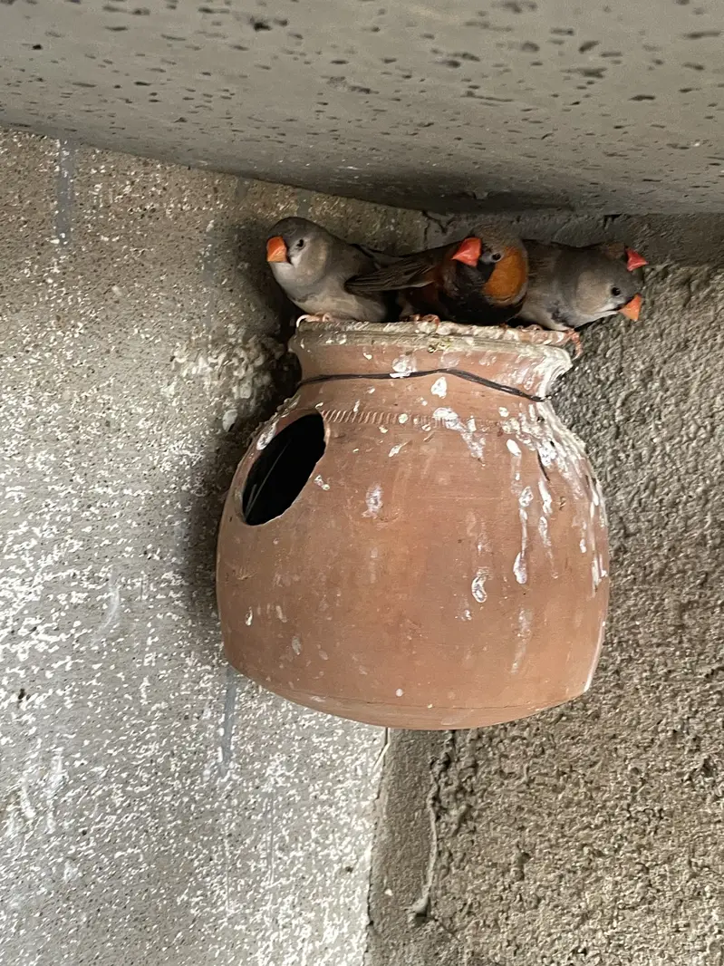 Zebra Mutation Finches — photo 3