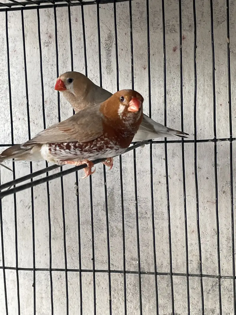 Zebra Mutation Finches — photo 4