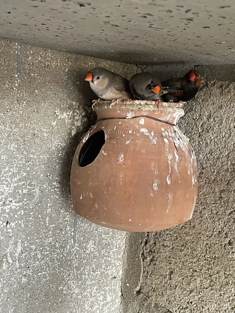 Zebra Mutation Finches — photo 5