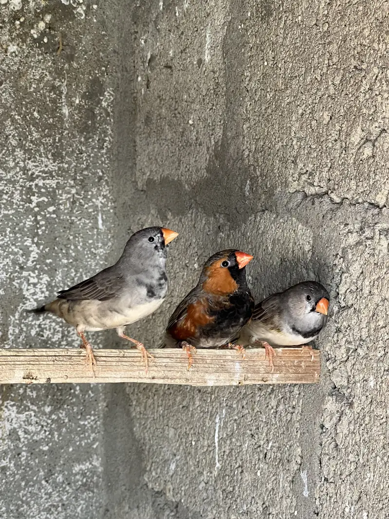 Zebra Mutation Finches — photo 6
