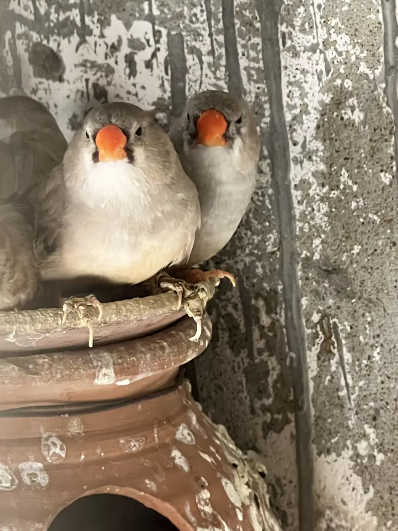 Zebra Mutation Finches — photo 7