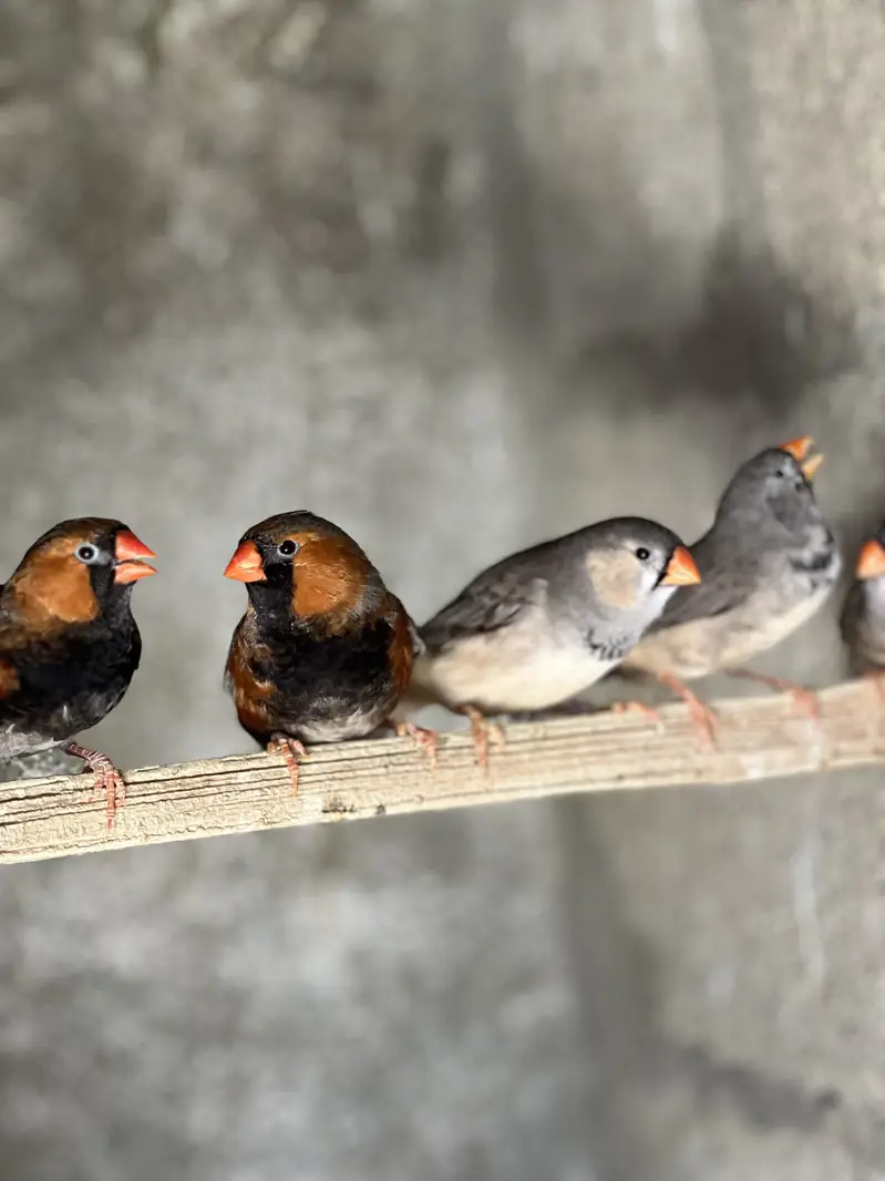 Zebra Mutation Finches — photo 8