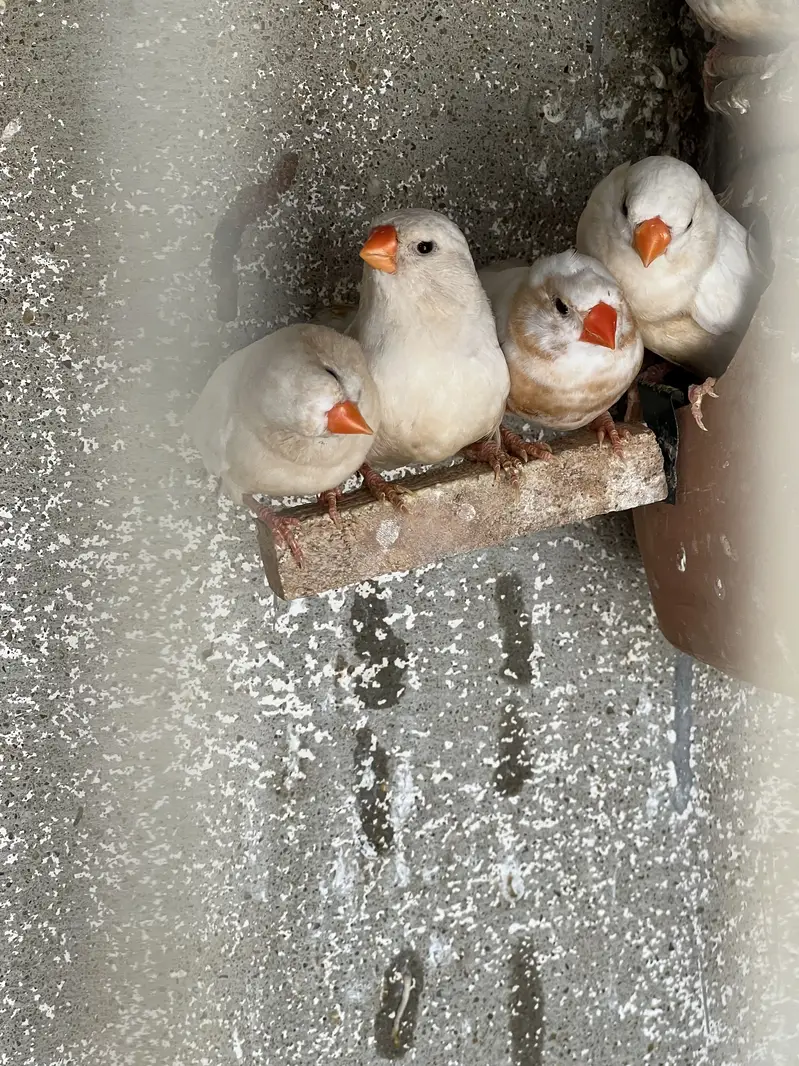 Zebra Mutation Finches — photo 9