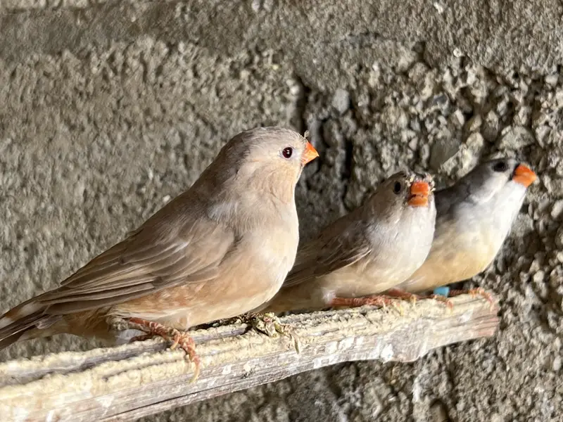 Zebra Mutation Finches — photo 10