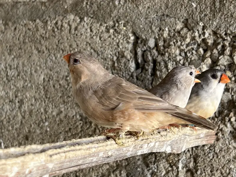Zebra Mutation Finches — photo 11