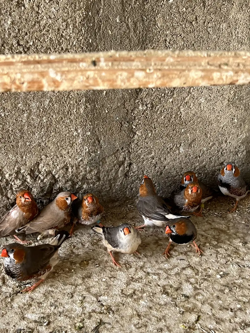Zebra Mutation Finches — photo 12