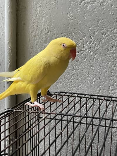 Tamed Yellow