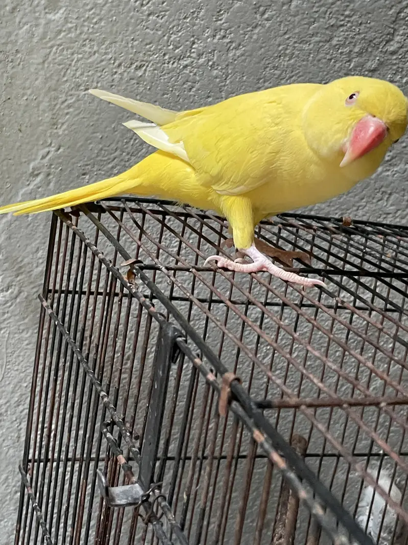 Tamed Yellow — photo 2