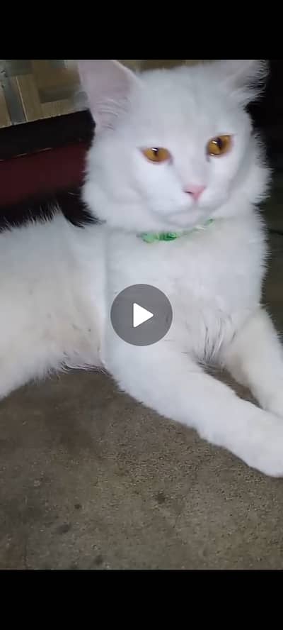 Male cat white color helthy