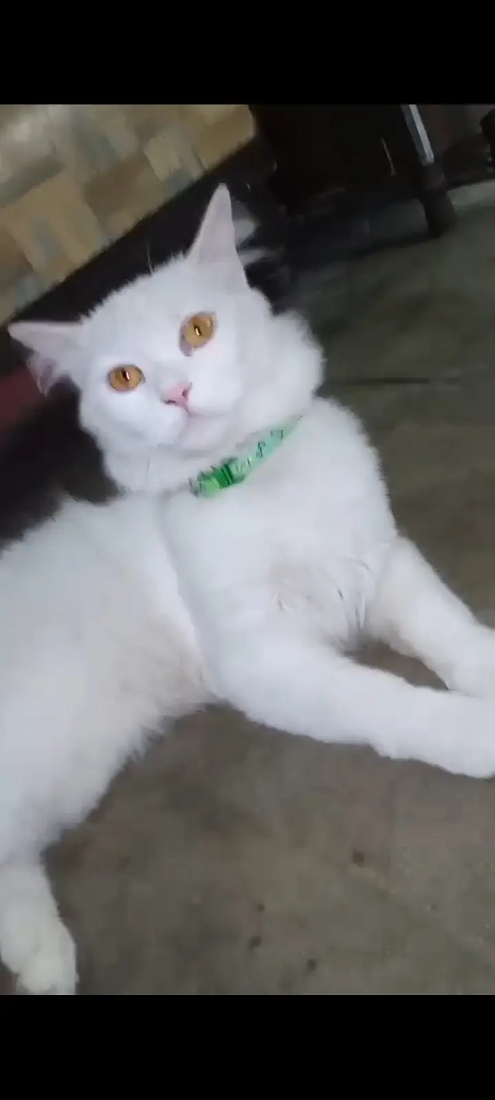 Male cat white color helthy — photo 2