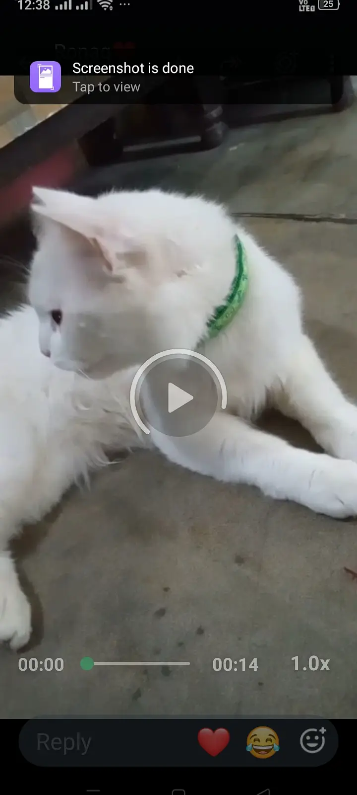 Male cat white color helthy — photo 3