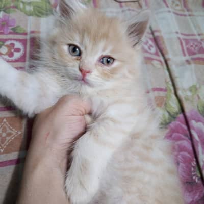 cats for sale Persian