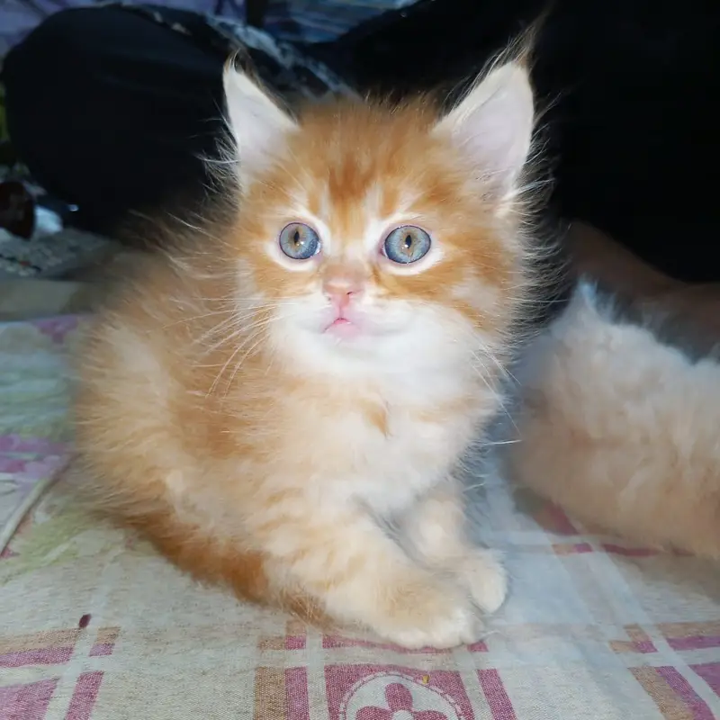 cats for sale Persian — photo 2