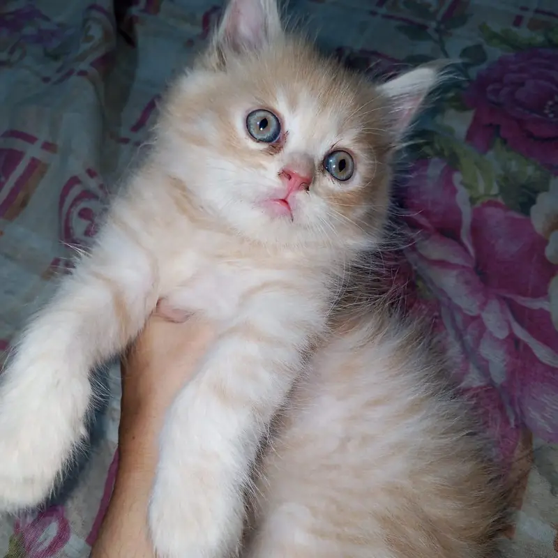 cats for sale Persian — photo 3