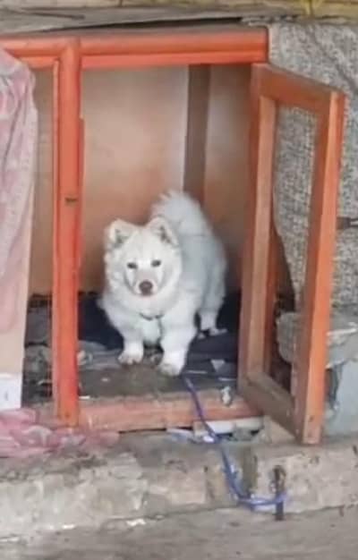 best family dog Russian male