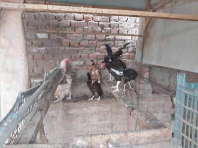 aseel    12 mix male and females.    all 12  price is 36000