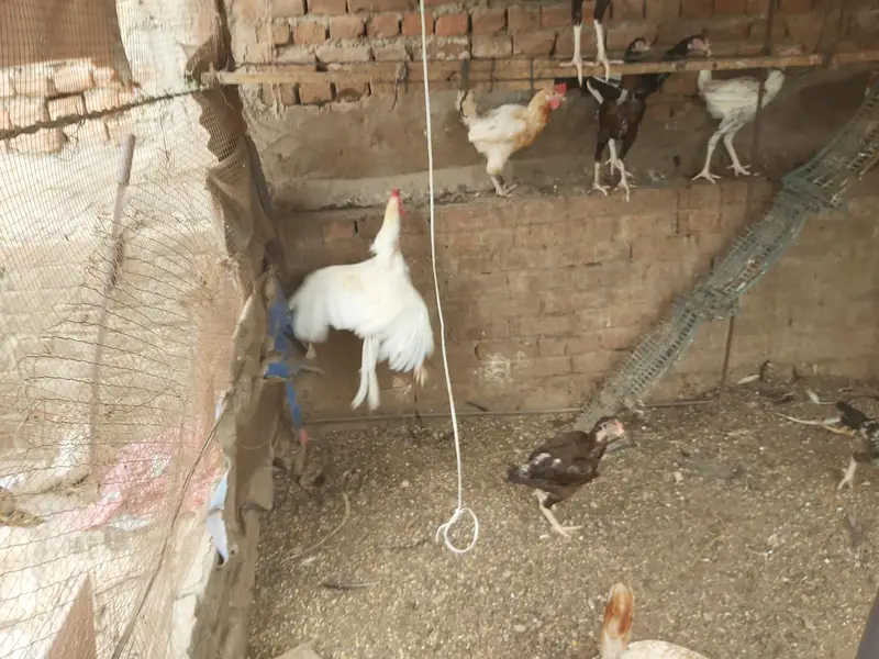 aseel    12 mix male and females.    all 12  price is 36000 — photo 6