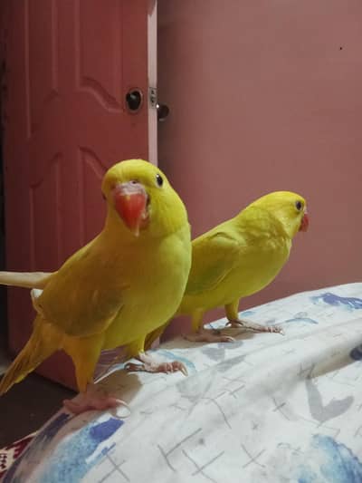 color ring necks