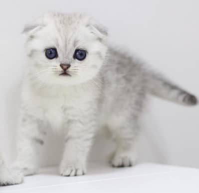 Scottish Fold