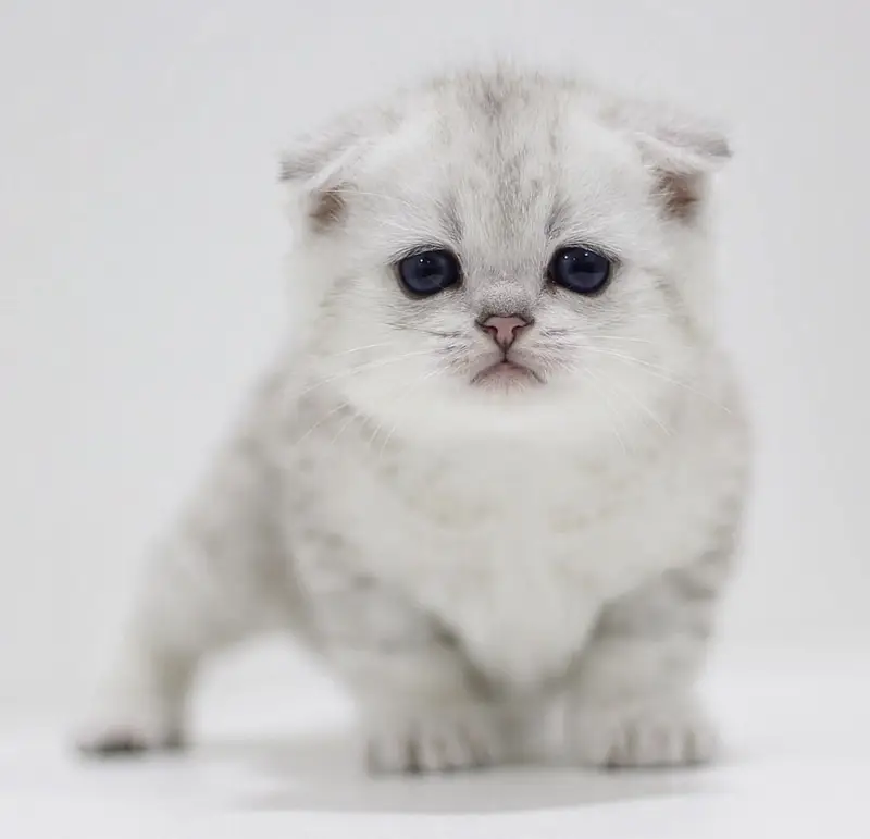 Scottish Fold — photo 2