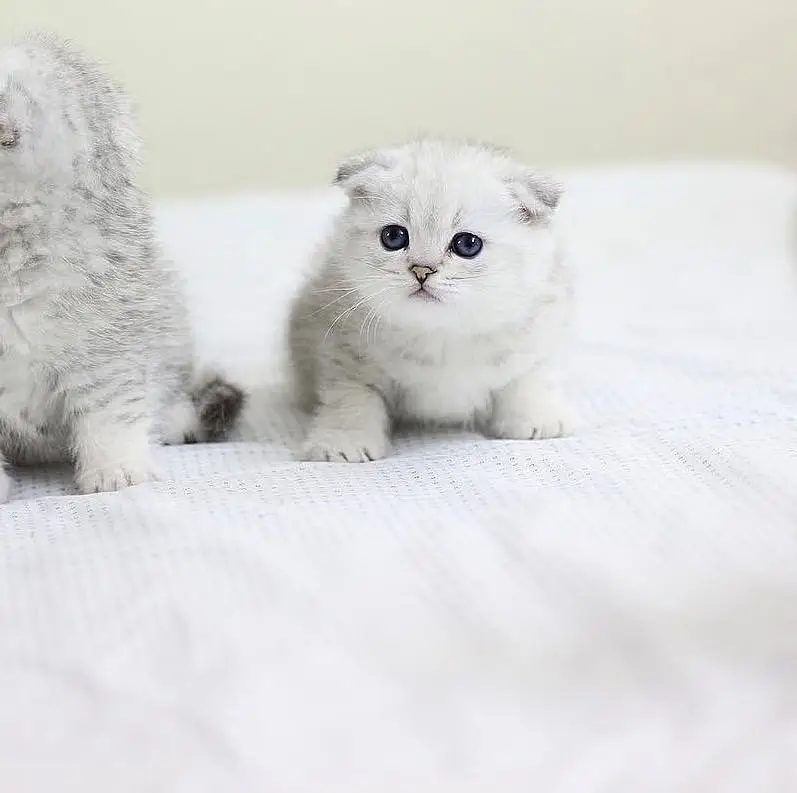 Scottish Fold — photo 3