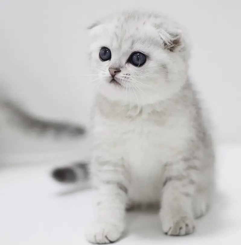 Scottish Fold — photo 5