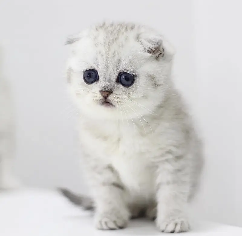 Scottish Fold — photo 6