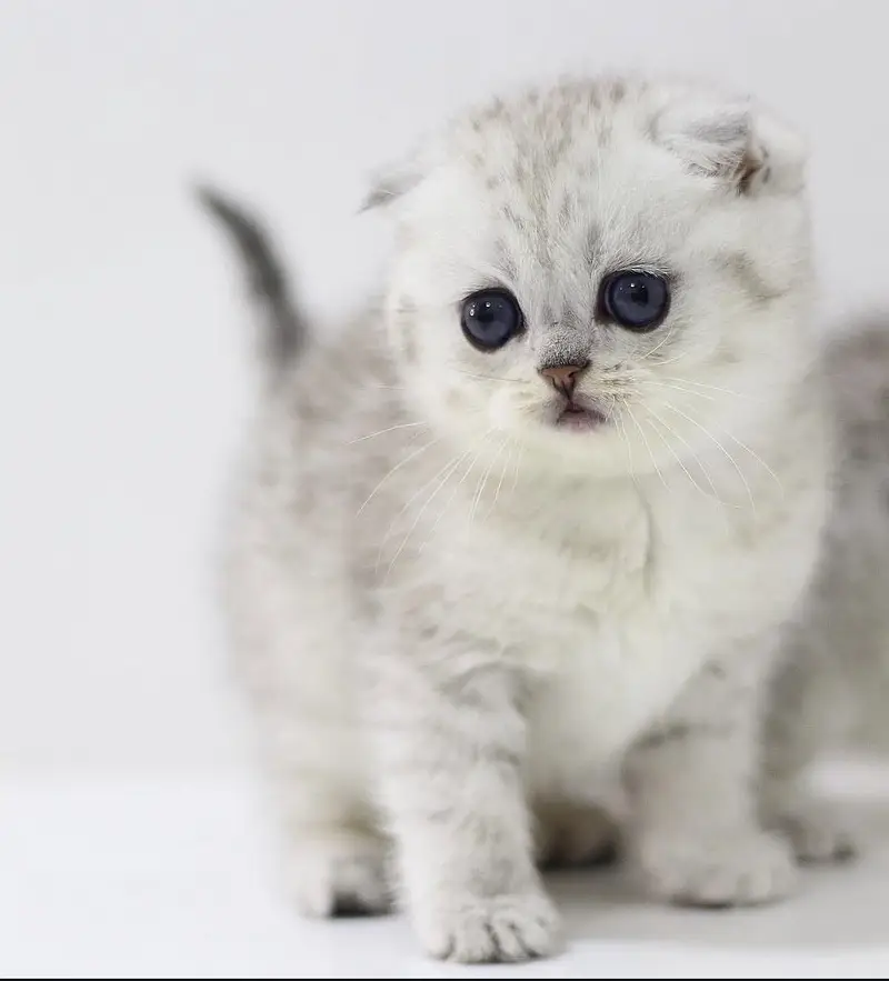 Scottish Fold — photo 8