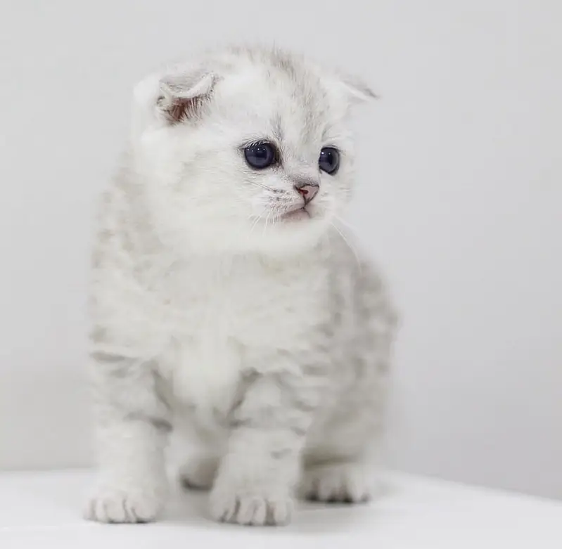 Scottish Fold — photo 9