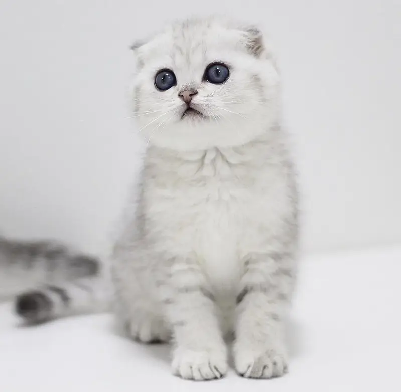 Scottish Fold — photo 10