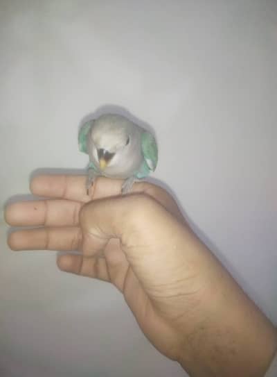 Hand Tamed lovebird 200% 0 bite guranted